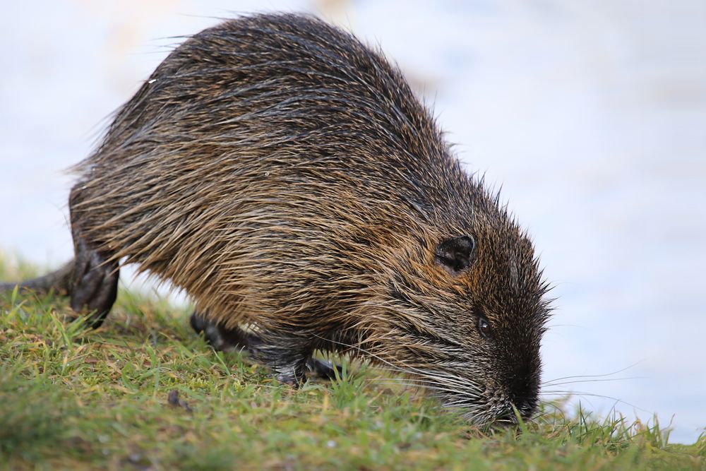 Nutria