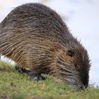 Nutria