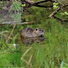 Nutria .. 