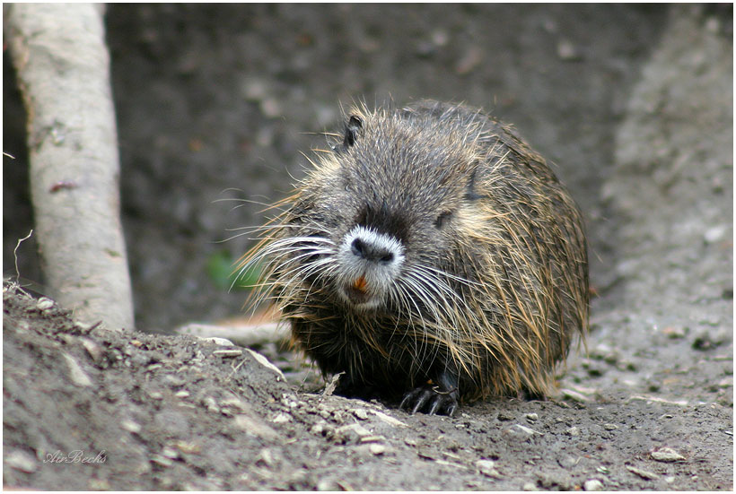 Nutria