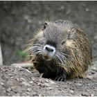 Nutria