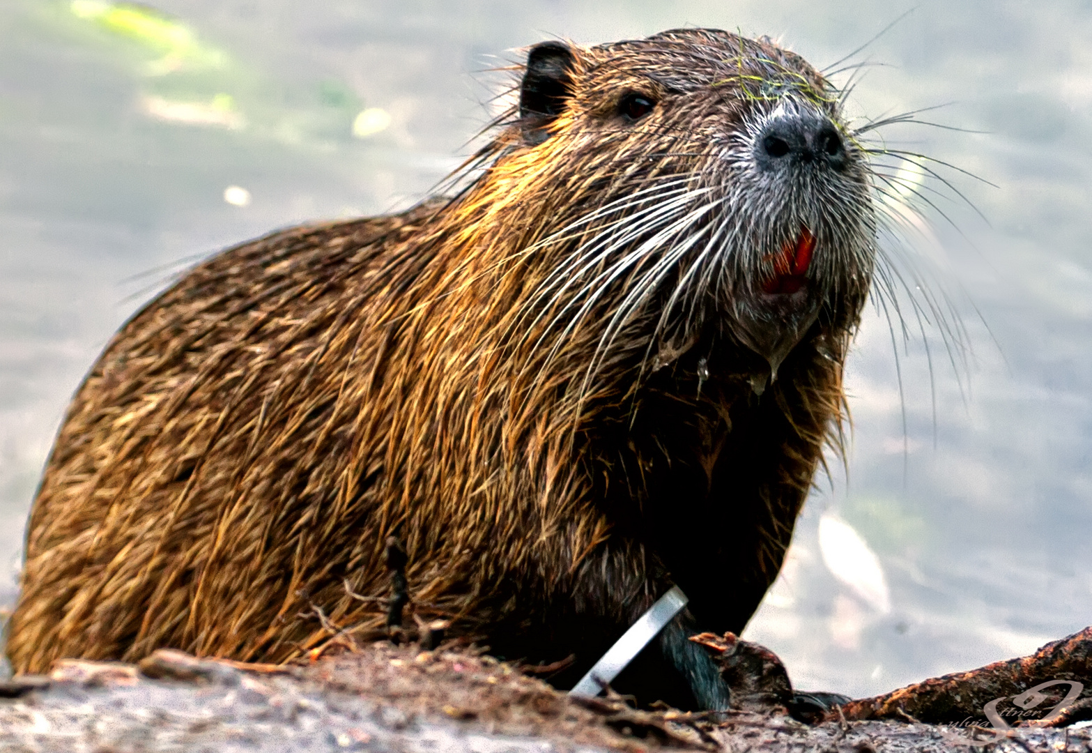 Nutria