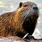 Nutria