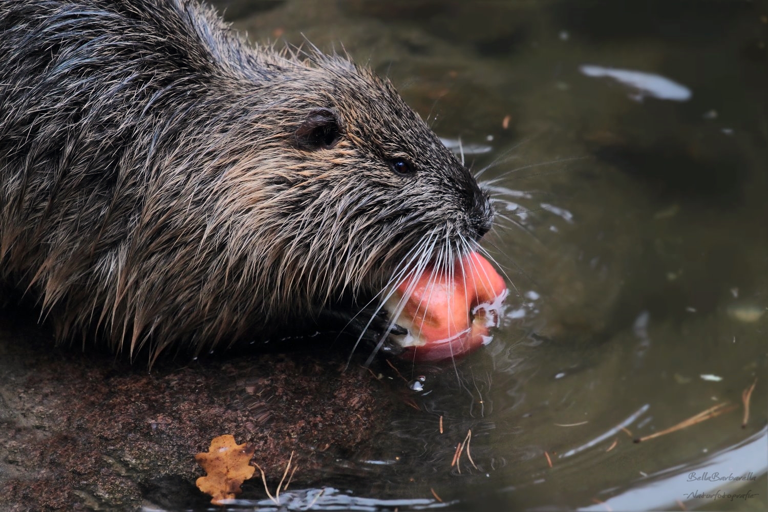 NUTRIA