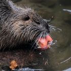 NUTRIA