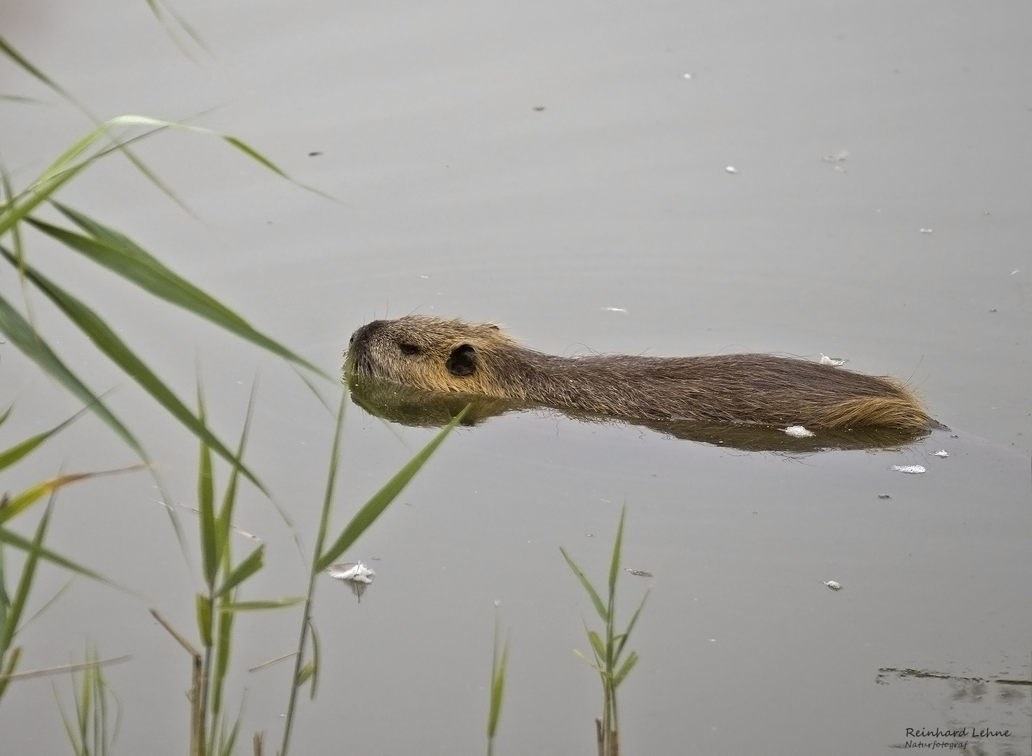 Nutria Foto & Bild sommer, schilf, teich Bilder auf