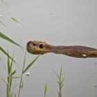 Nutria 