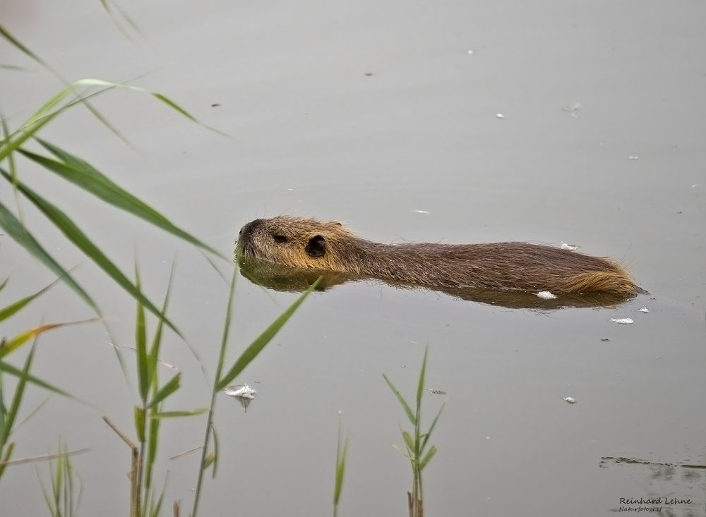 Nutria 