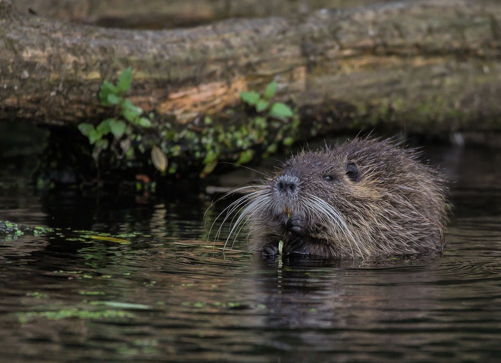 Nutria Foto & Bild | natur, tiere, wildlife Bilder auf fotocommunity