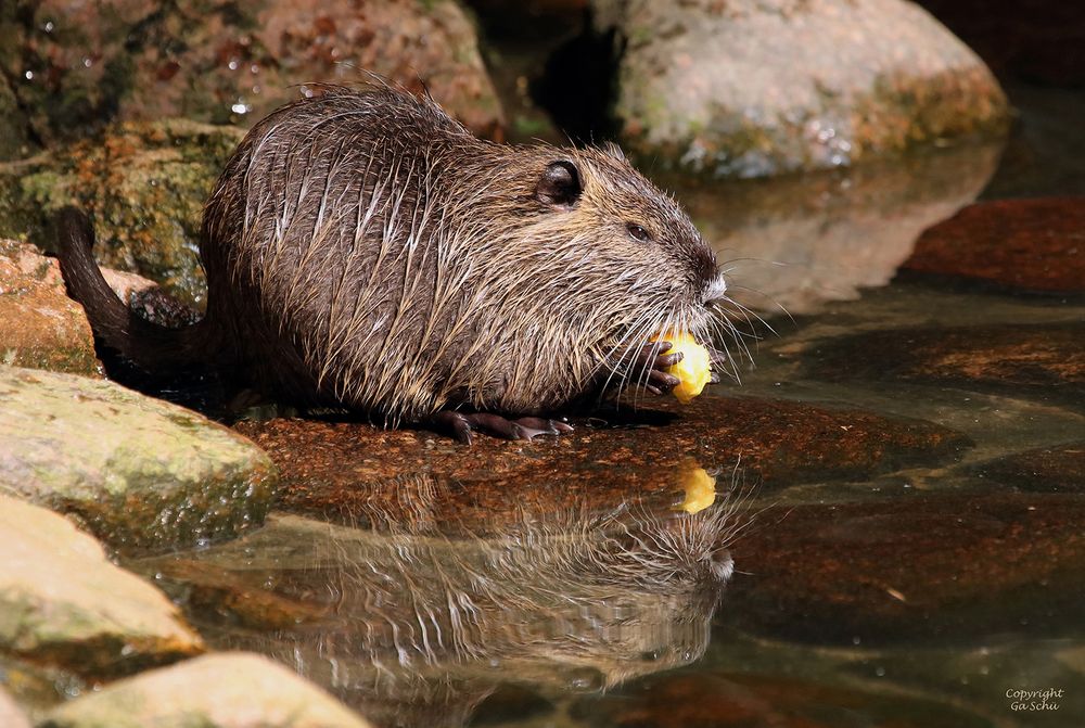 Nutria Foto & Bild | natur, nutria, tiere Bilder auf fotocommunity