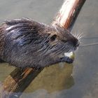 " Nutria"