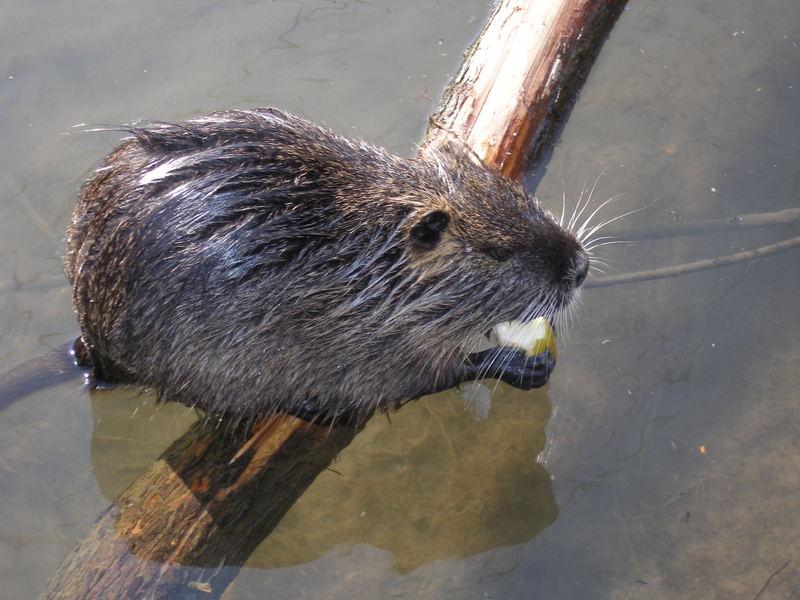 " Nutria"