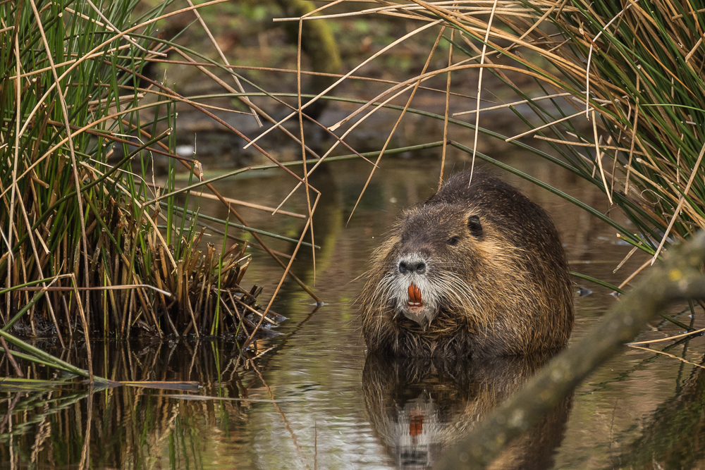 Nutria