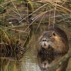 Nutria