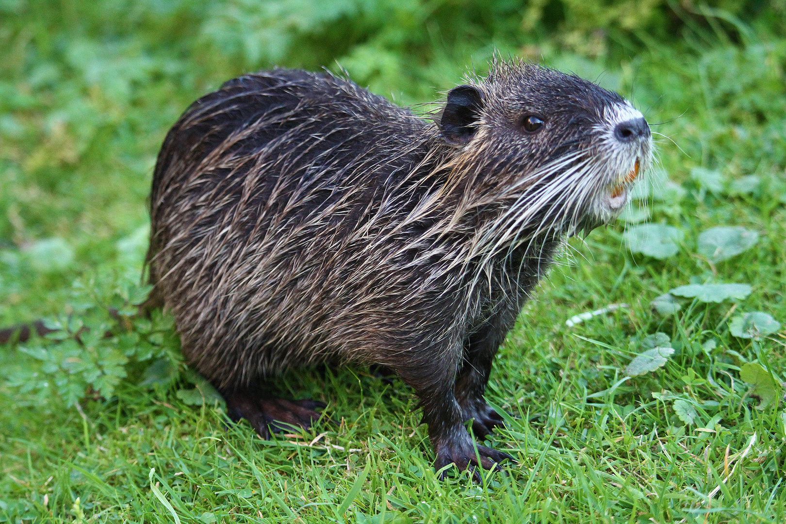 Nutria