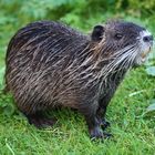 Nutria