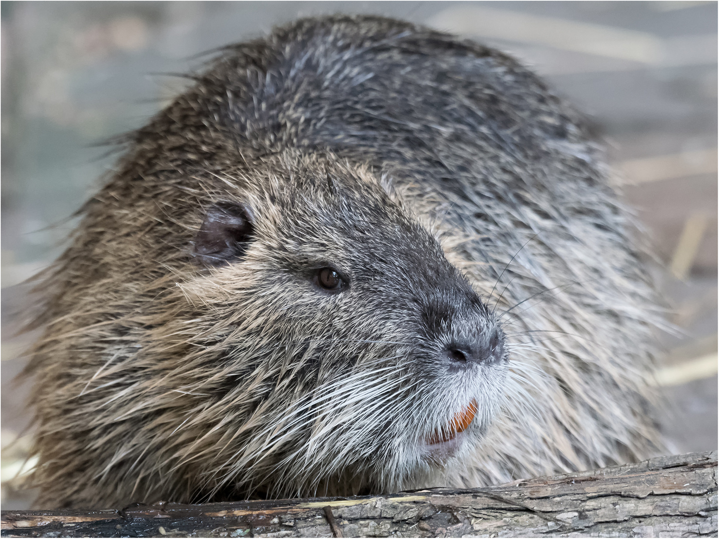 Nutria