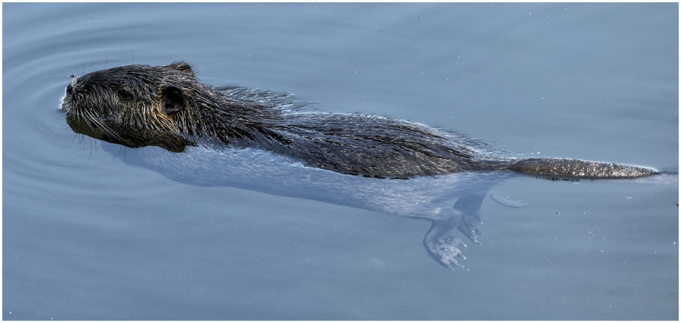 Nutria