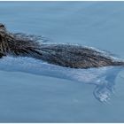 Nutria