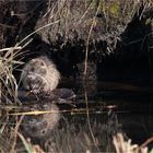 Nutria