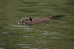 Nutria