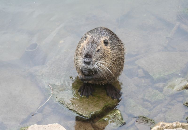 Nutria