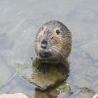 Nutria