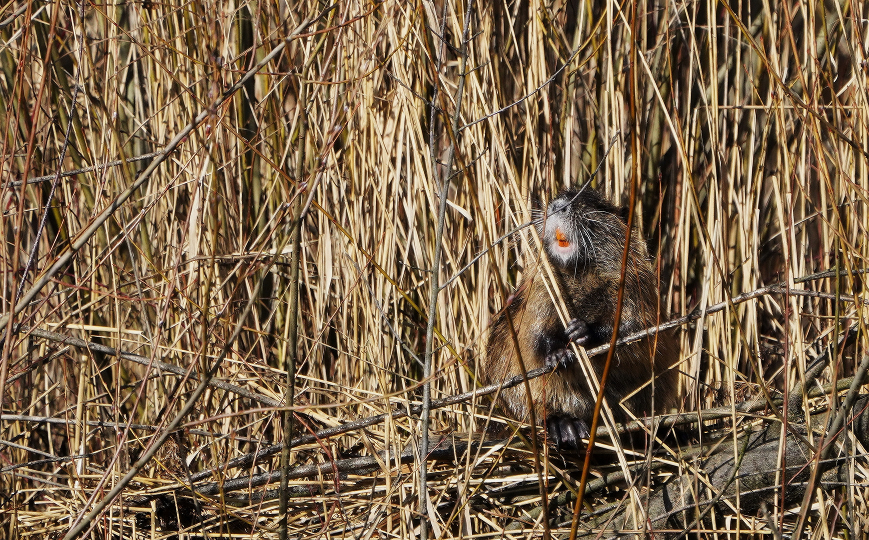 Nutria.