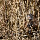 Nutria.