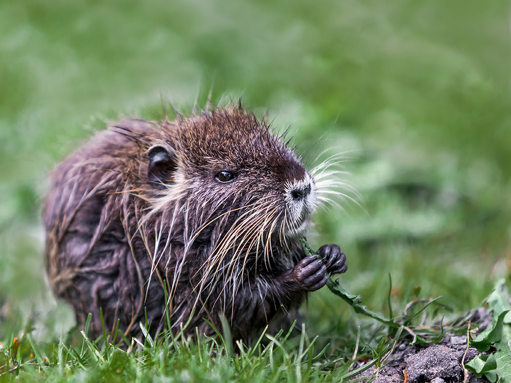 Nutria