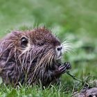 Nutria