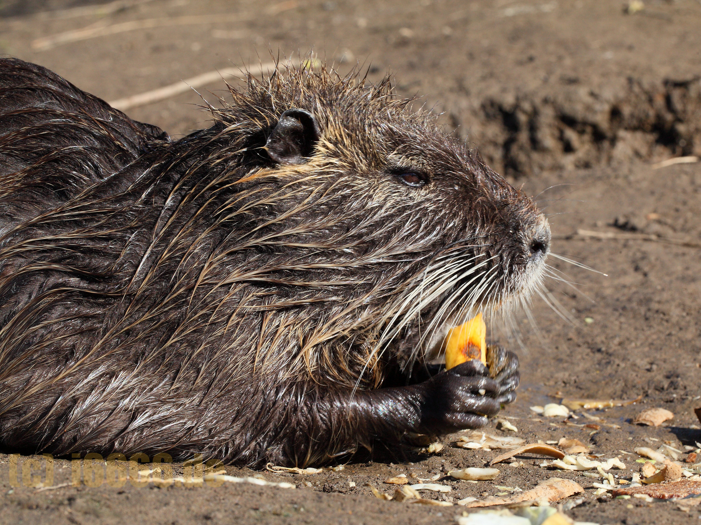 Nutria