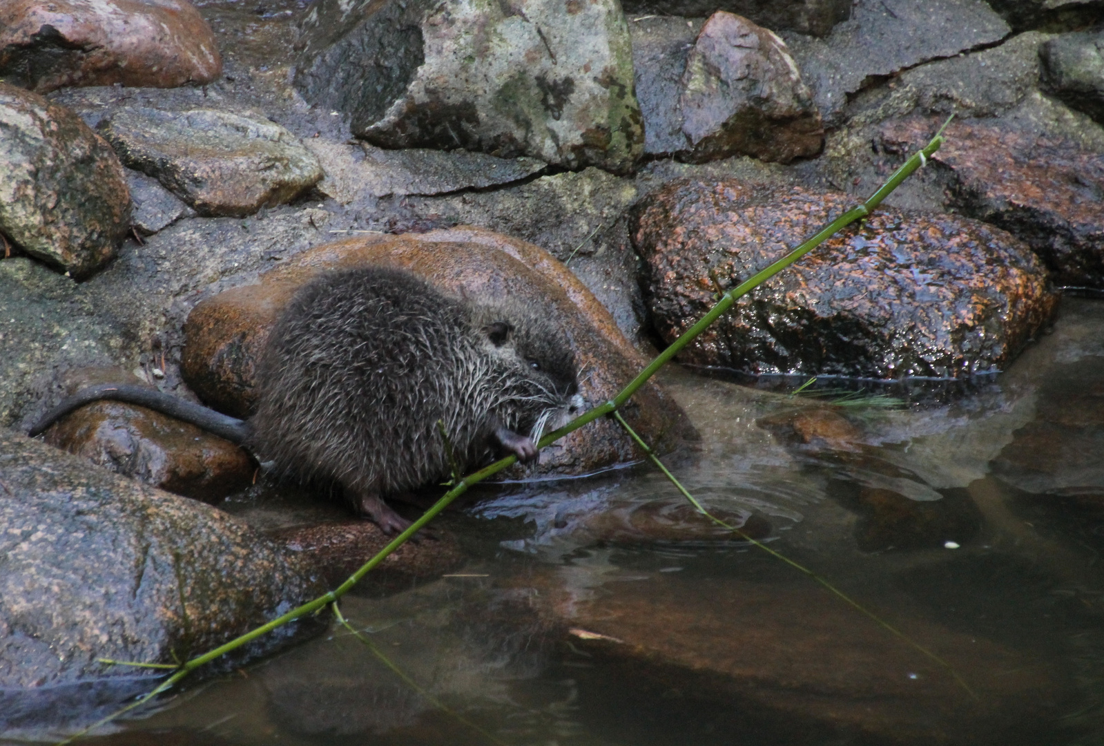 Nutria