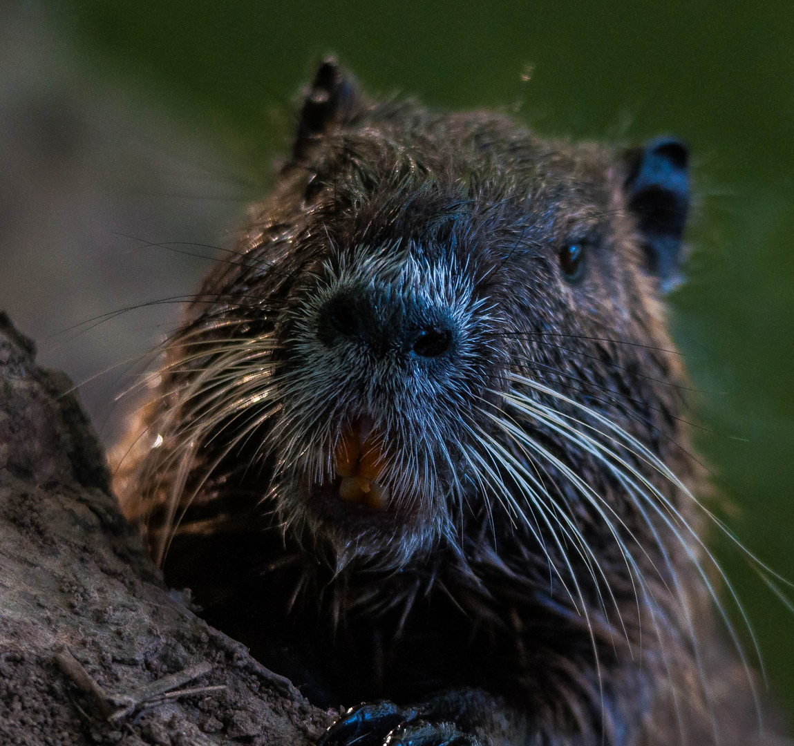 Nutria