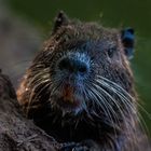 Nutria