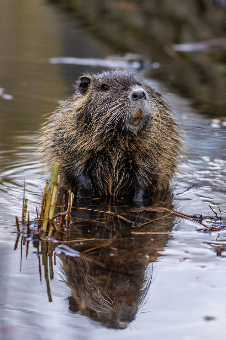 Nutria