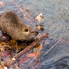 Nutria