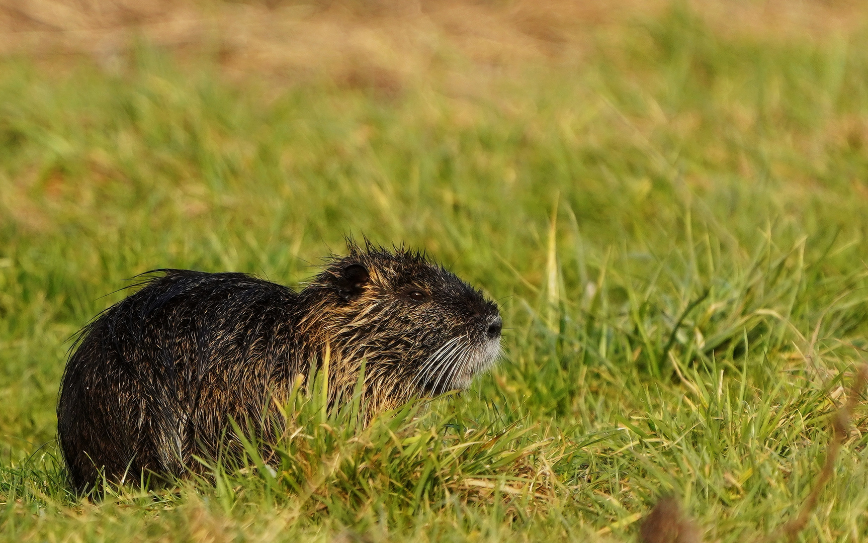 Nutria.