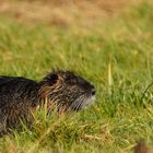 Nutria.