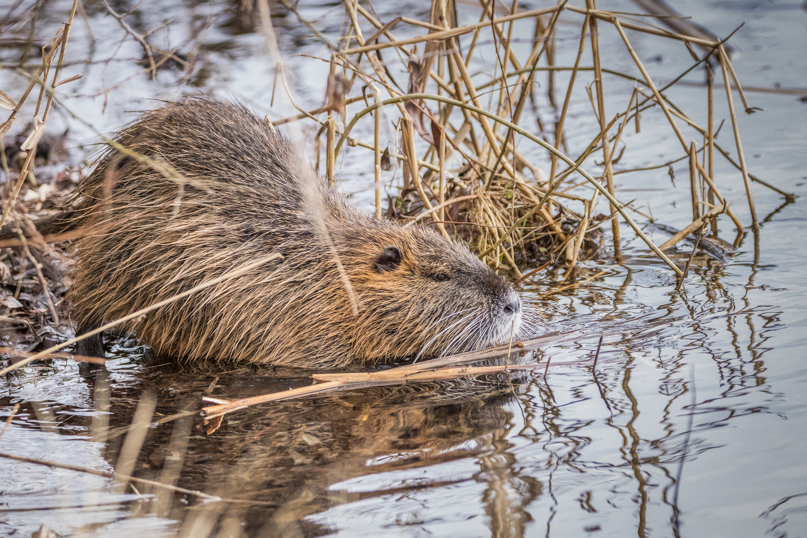 Nutria