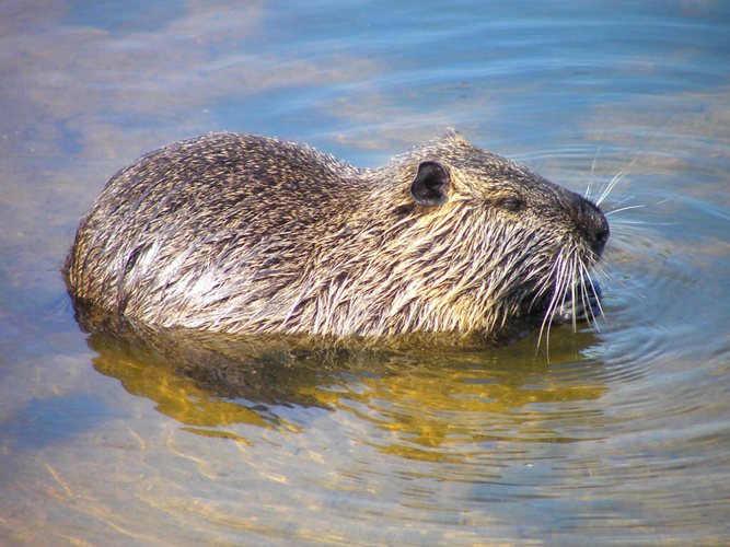 Nutria 1