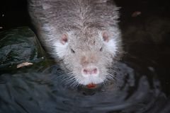 Nutria #1