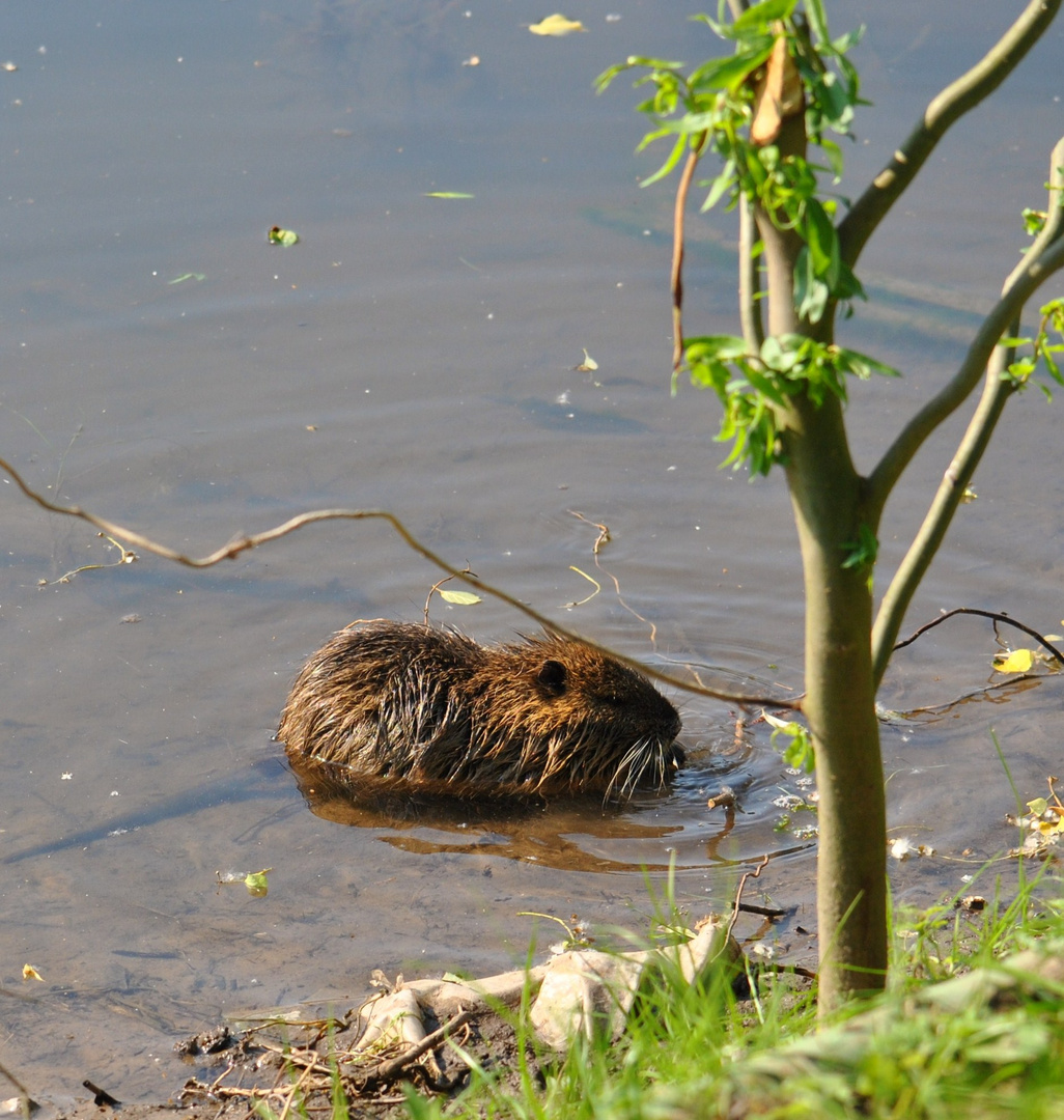 Nutria-1 