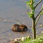 Nutria-1 