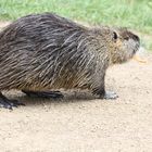 Nutria 1