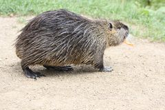 Nutria 1