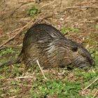 Nutria 1