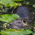 Nutria 1