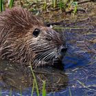 NUTRIA 1