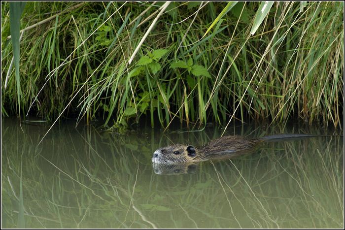 Nutria 1